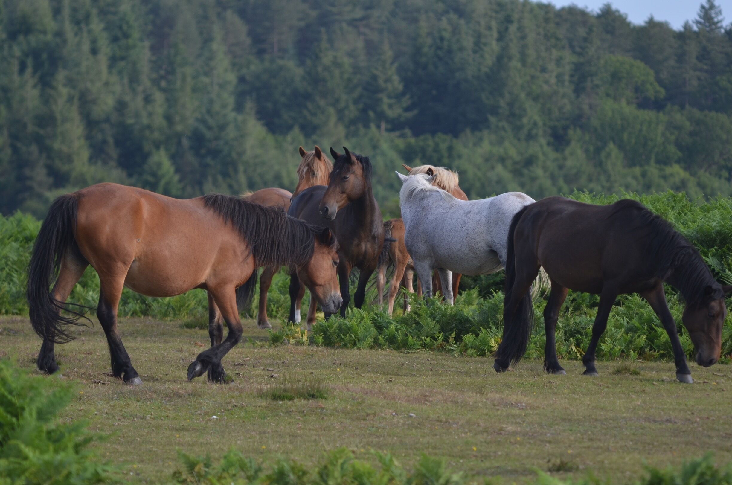 A group of horses grazing in a grassy field with a forest in the background.