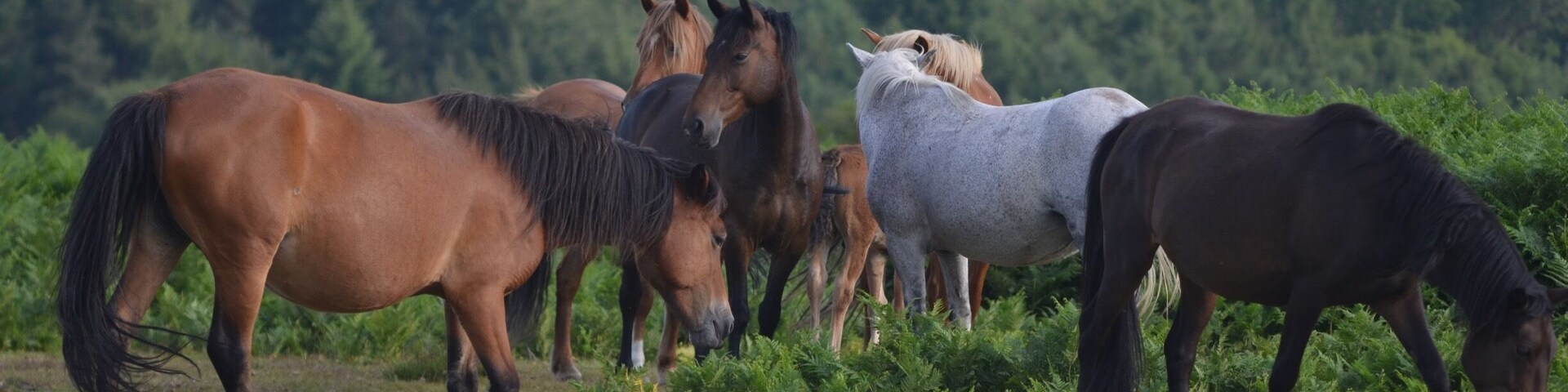 Un grupo de caballos pastando en un campo herboso con un bosque al fondo.