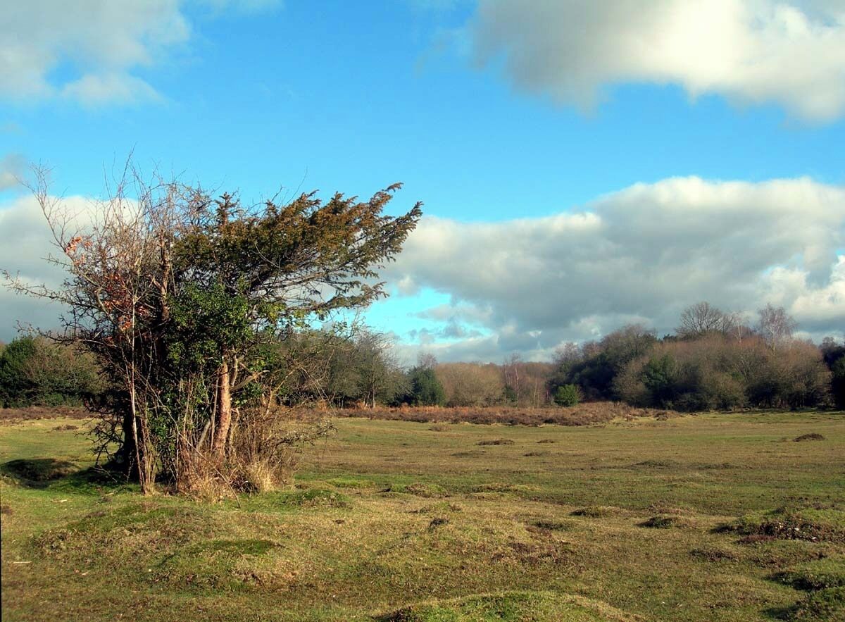 Heath near Eyeworth Pond - Bush with Quiff!