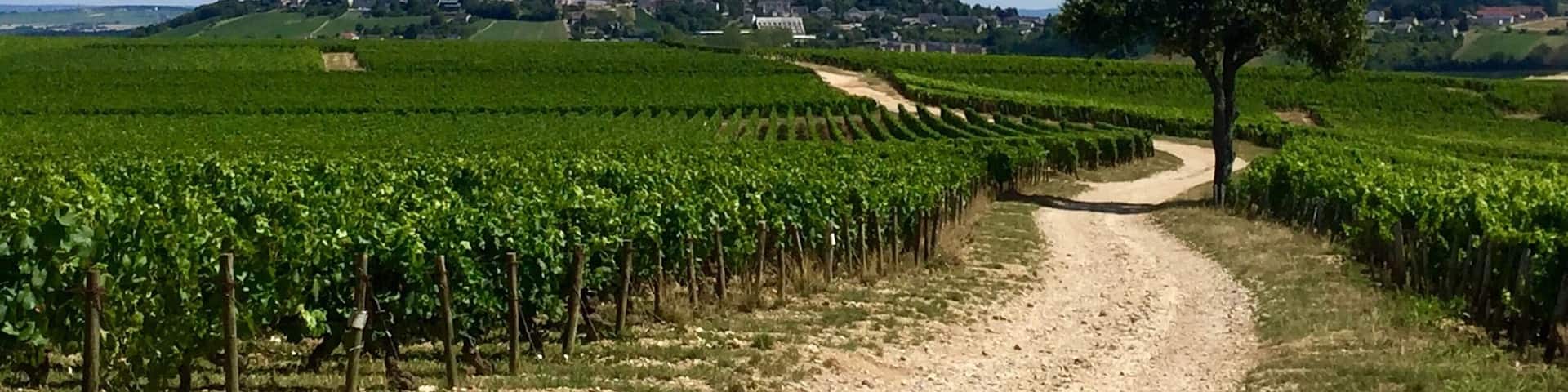 View of Sancerre from the vines. Everywhere around this region is beautiful, especially towards the end of summer when the grapes are ripening 💚