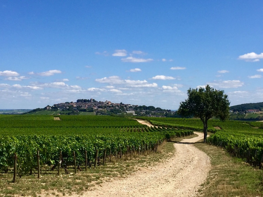 View of Sancerre from the vines. Everywhere around this region is beautiful, especially towards the end of summer when the grapes are ripening 💚