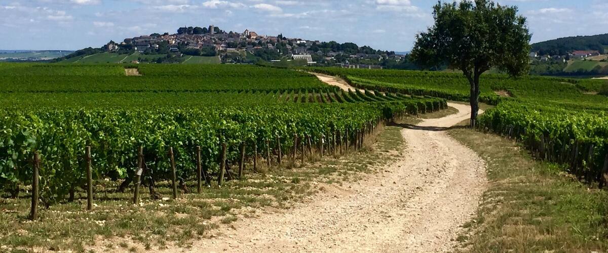 A vineyard path leading to a hilltop town with historic buildings.
