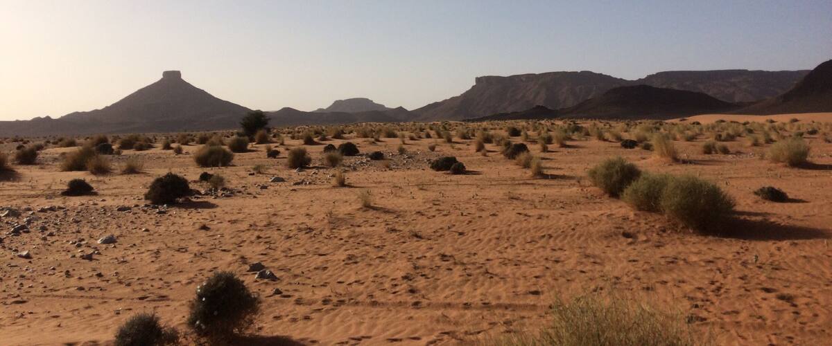 A desert landscape with sparse vegetation and a prominent hill in the distance.