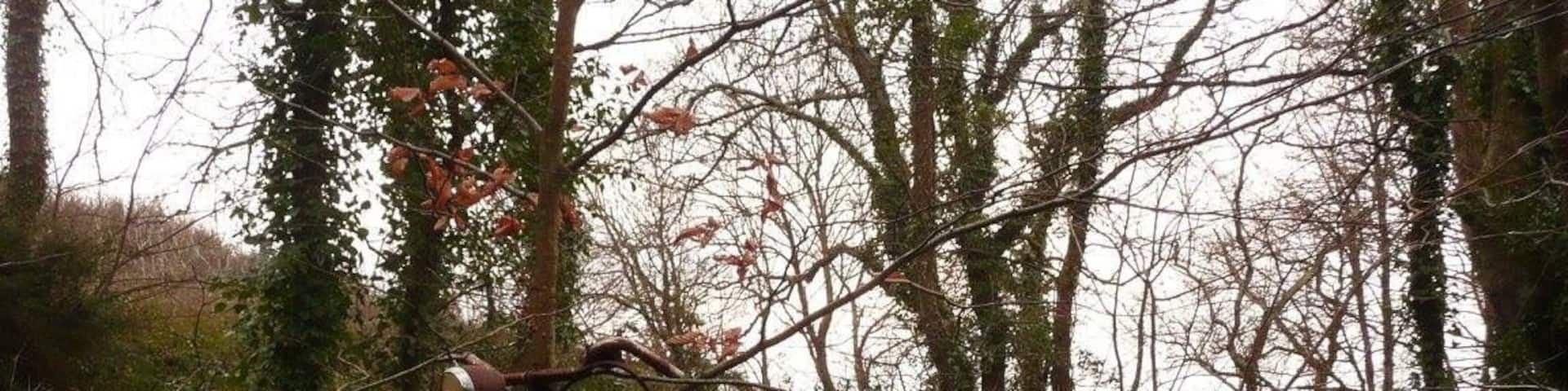 This old bicycle lives at the start of the path to the beach. No idea who put it there, it's a good landmark.