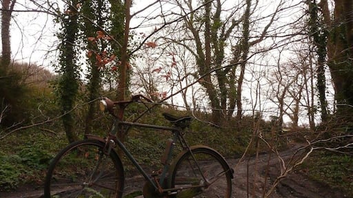 This old bicycle lives at the start of the path to the beach. No idea who put it there, it's a good landmark.