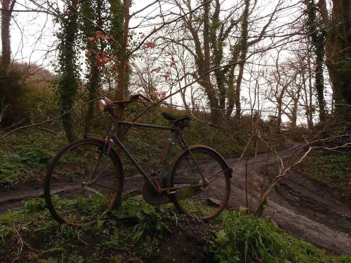 A bicycle leaning against a tree in a forested area.