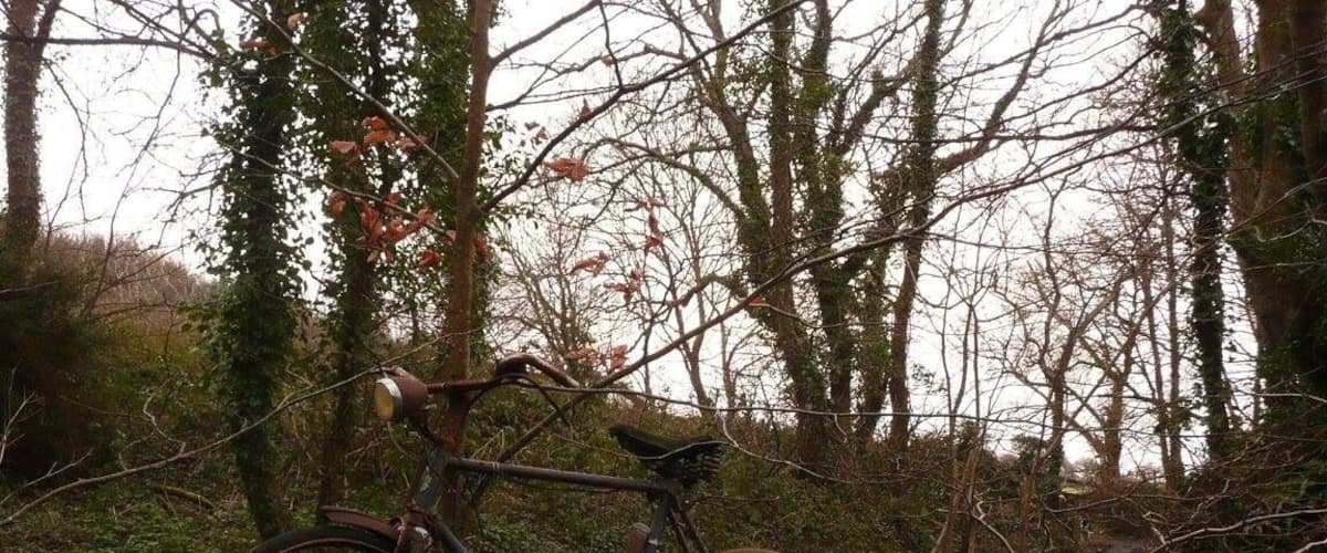 A bicycle leaning against a tree in a forested area.
