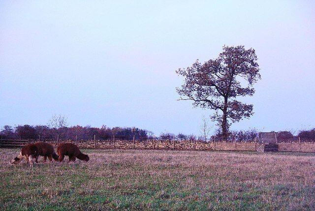 Mainsgill Farm, with llamas. Farmshop, tearoom and exotic animals on the A66 a few miles west of Scotch Corner.