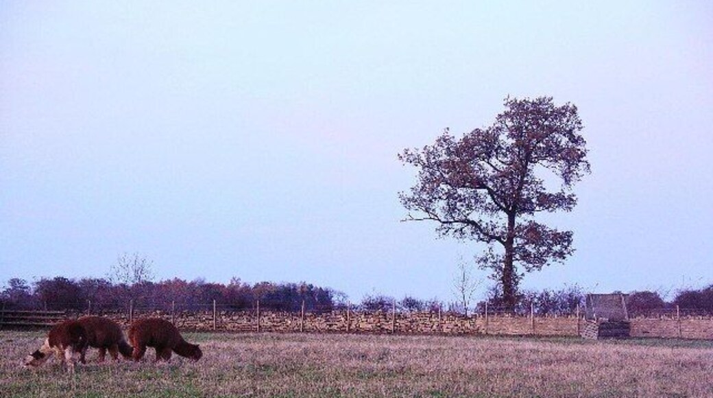 Mainsgill Farm, with llamas. Farmshop, tearoom and exotic animals on the A66 a few miles west of Scotch Corner.