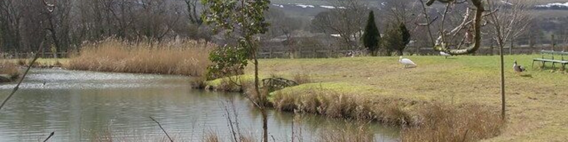 Pond : Ravensworth Nurseries.