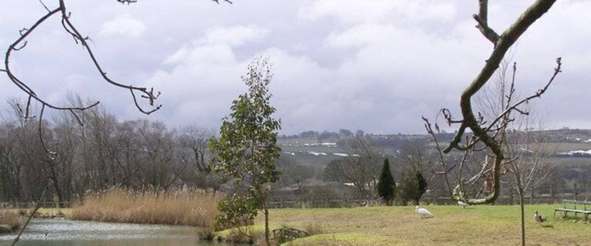 A pond surrounded by grass, a tree, and a bench.