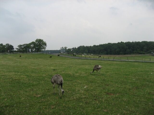 Emus. On Mainsgill Farm, East Layton