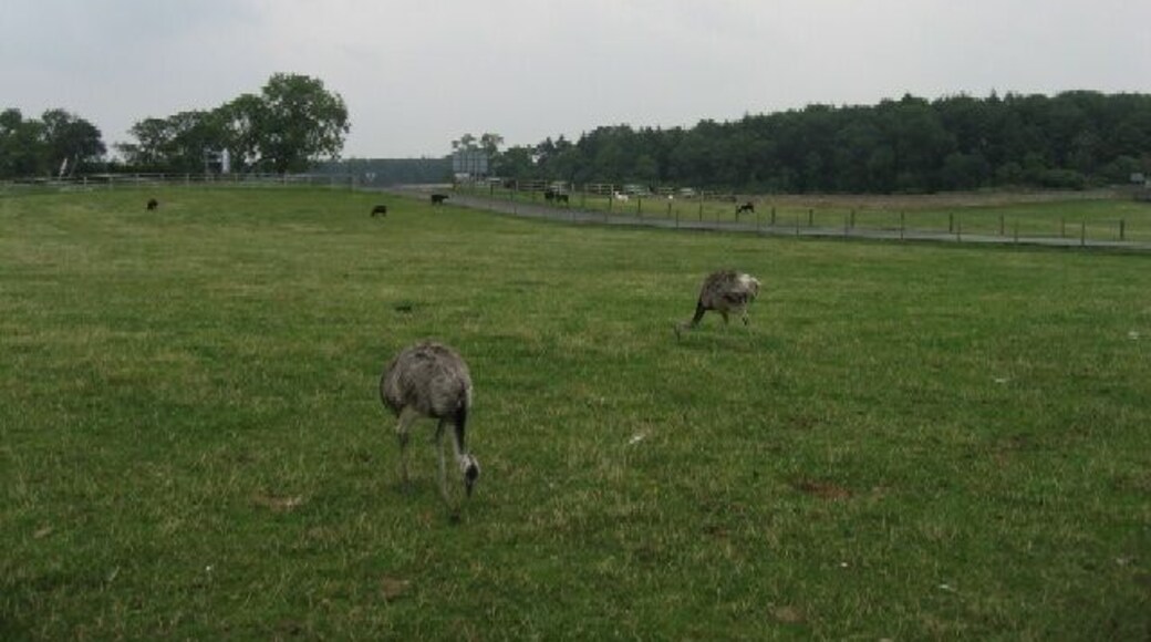 Emus. On Mainsgill Farm, East Layton