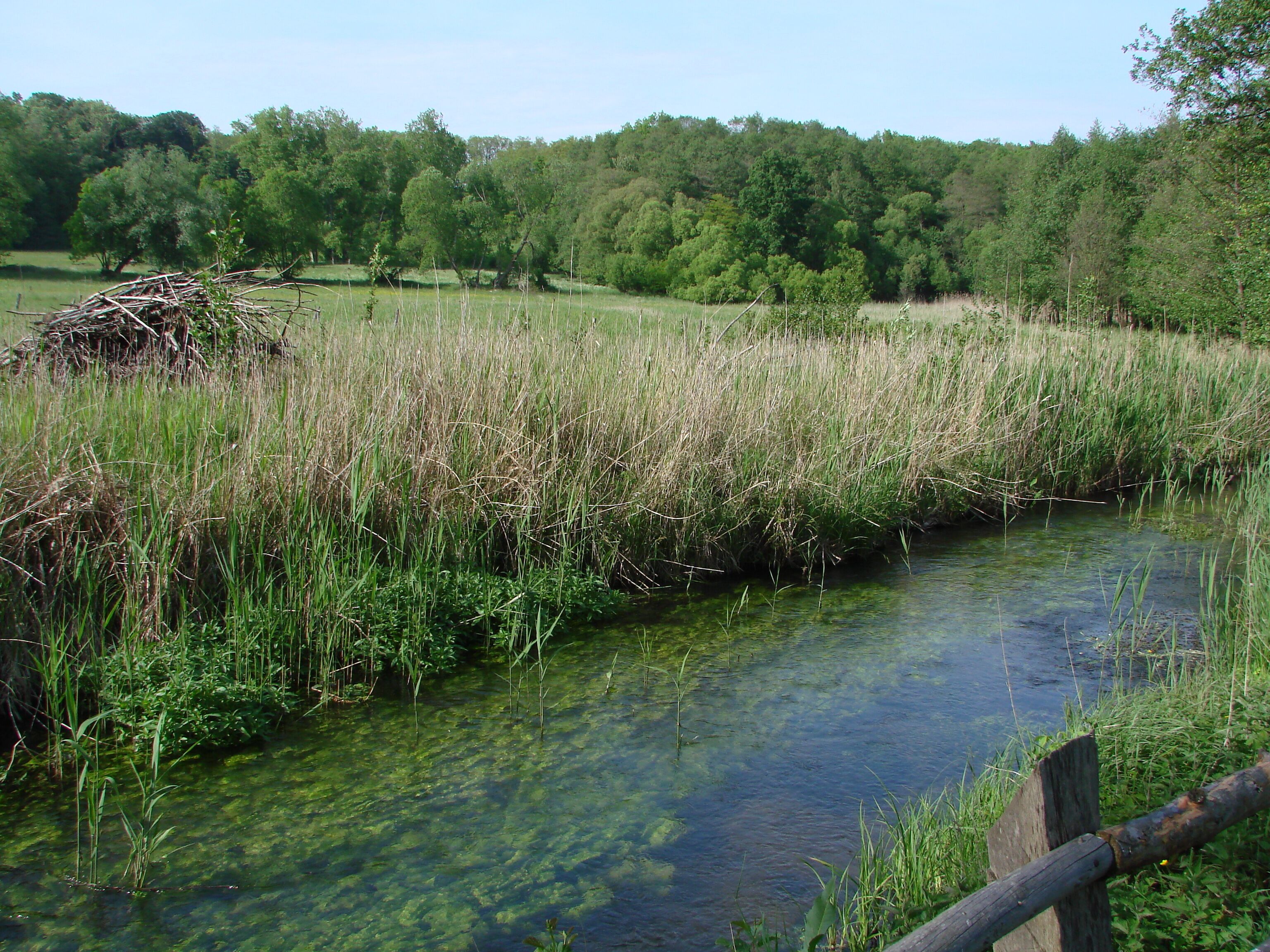 A clear stream with surrounding tall grass and trees.
