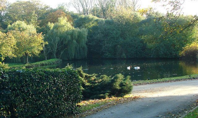 A serene park with a pond, a swan, and lush greenery.