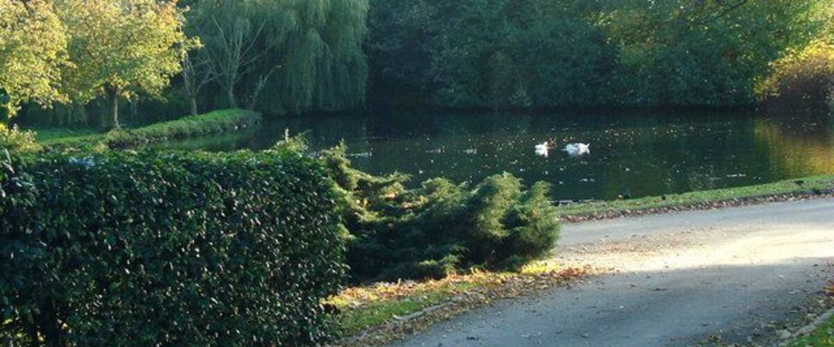 A serene park with a pond, a swan, and lush greenery.