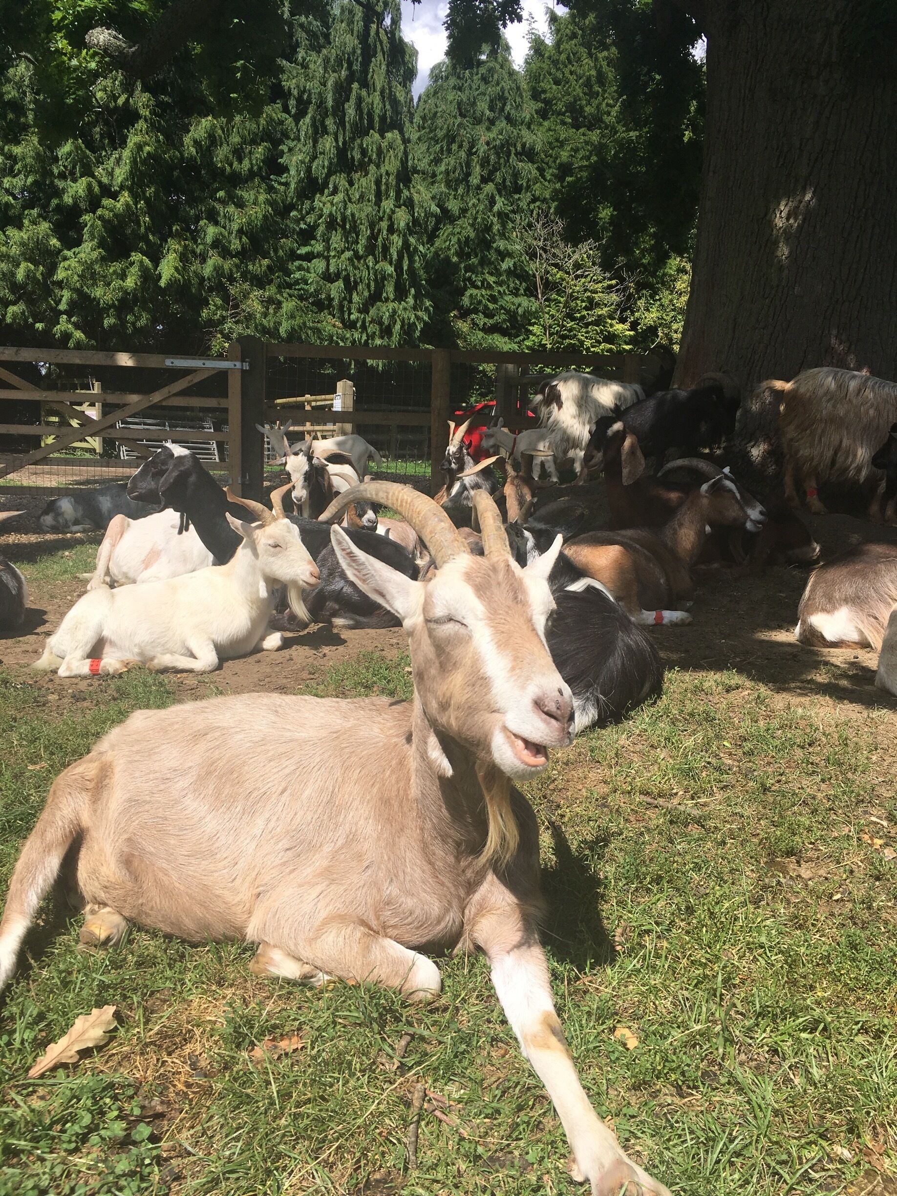 Entry by donation and you get to feed and pet loads of goats! 