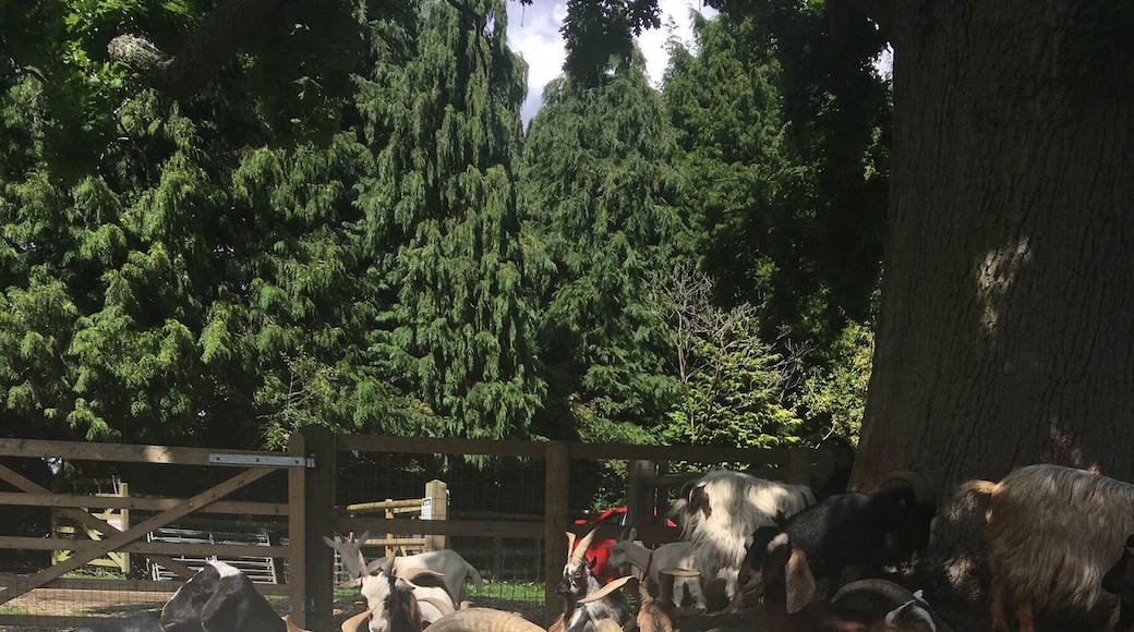 Entry by donation and you get to feed and pet loads of goats!