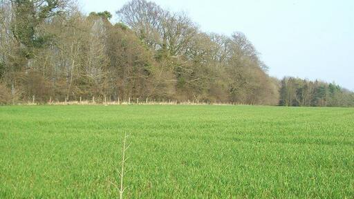 Budgehill Belt The other end from 384865