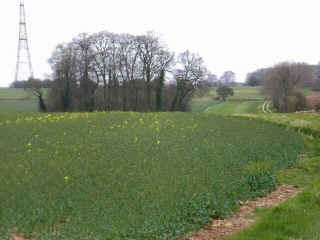 Spinney Looking North with the farm track following the hedge.