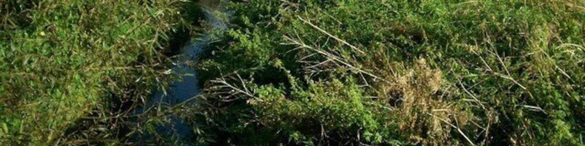 Knee Brook. The trees mark the source of the brook.