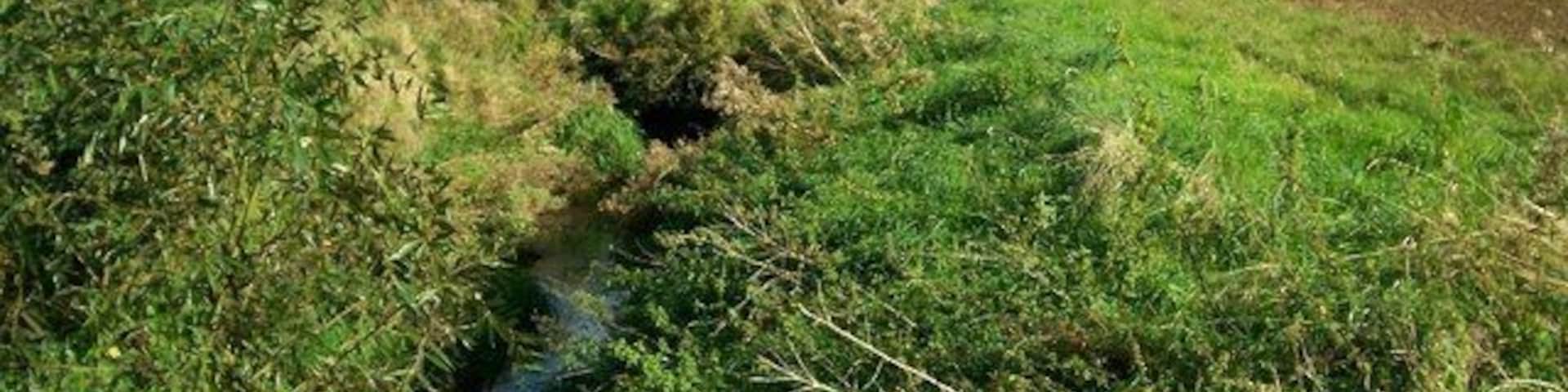 Knee Brook. The trees mark the source of the brook.