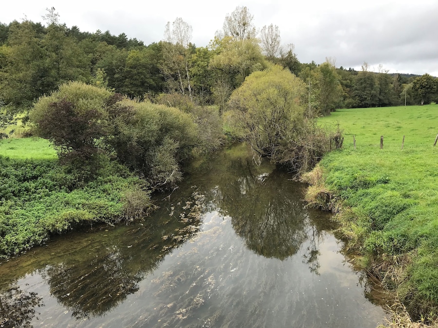 Un río tranquilo con abundante vegetación y árboles reflejados en el agua.
