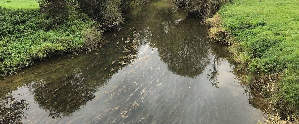 A calm river with dense greenery and trees reflecting on the water.