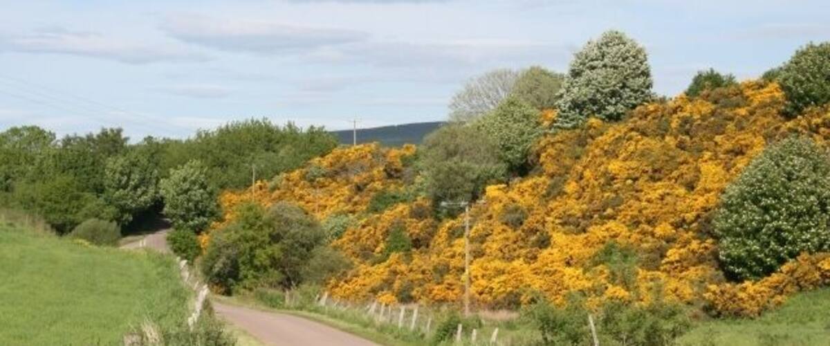 A rural road curving through a landscape with yellow flowering bushes and green trees.