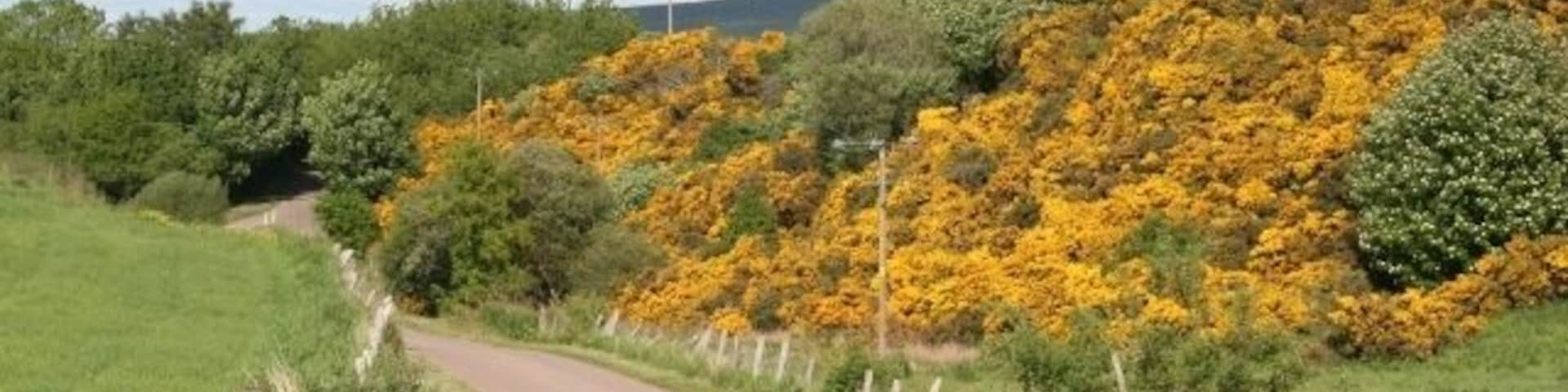A rural road curving through a landscape with yellow flowering bushes and green trees.
