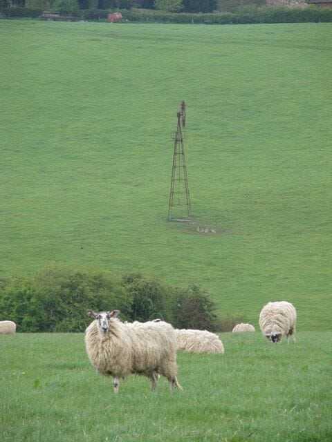 Ewe'll be looking at a distant wind pump then Sheep grazing near Bisbrooke.