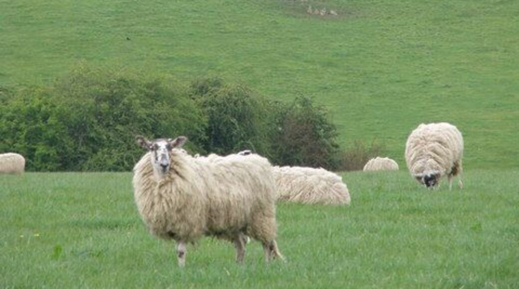 Ewe'll be looking at a distant wind pump then Sheep grazing near Bisbrooke.