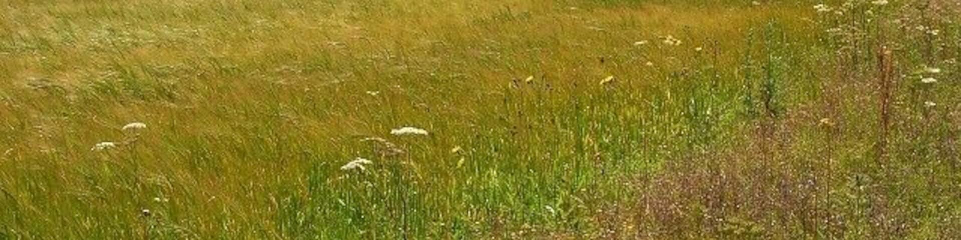 Farmland, Berwick St James A barley field above a dry valley west of the village.
