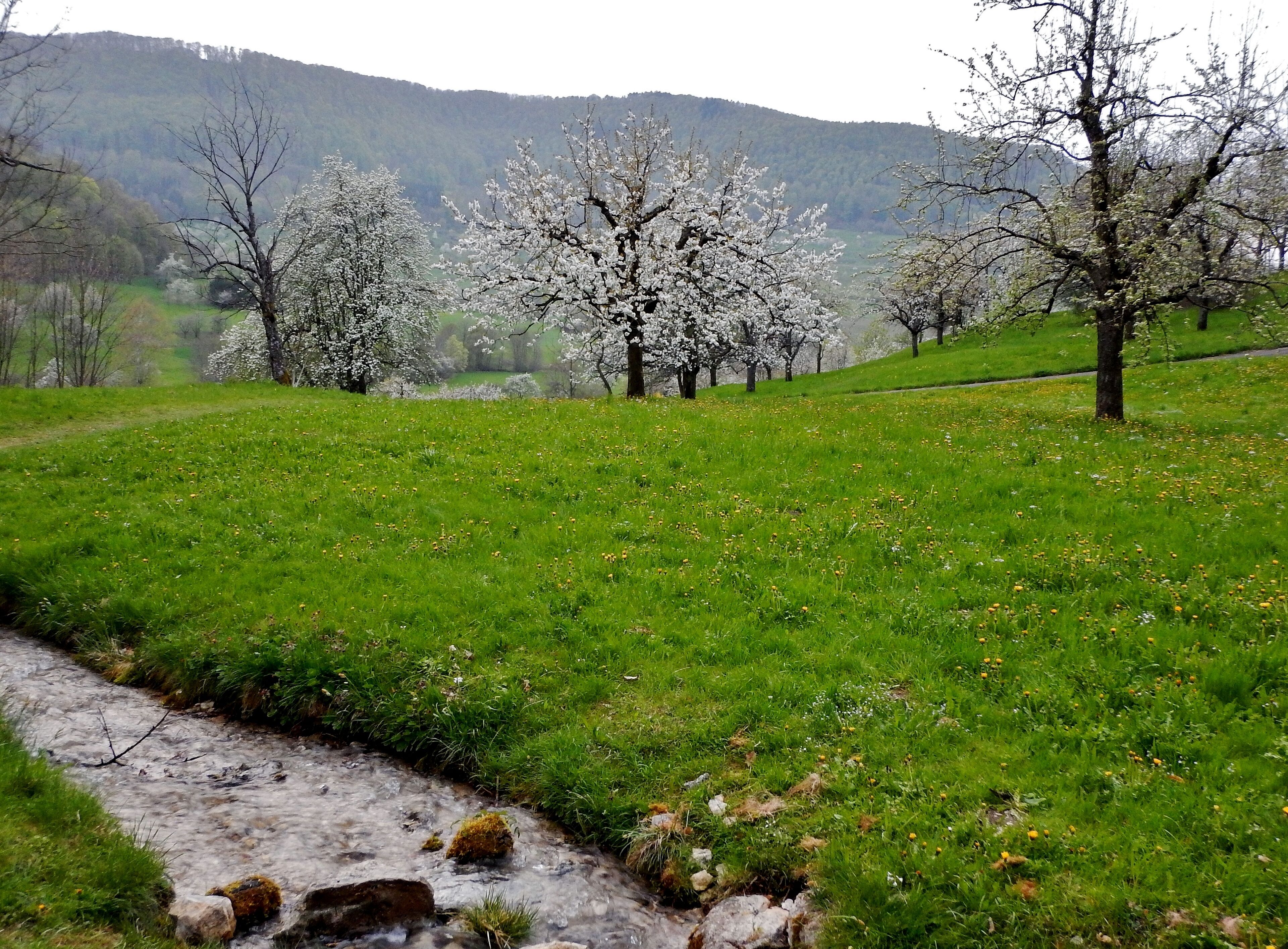 Im April bei Neidlingen in der Nähe des Wasserfalls