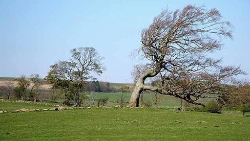 Contorted tree Near Little Bavington.