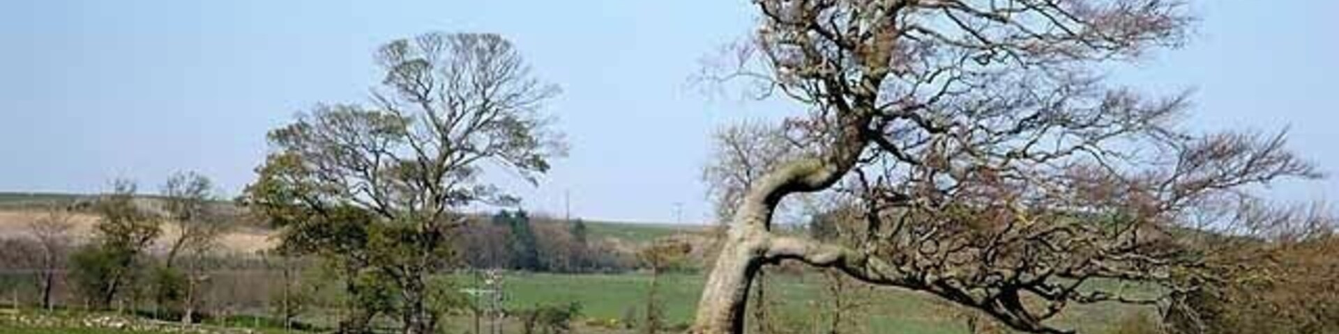 Paisagem rural com uma árvore imponente inclinada, um campo gramado e colinas ao longe.