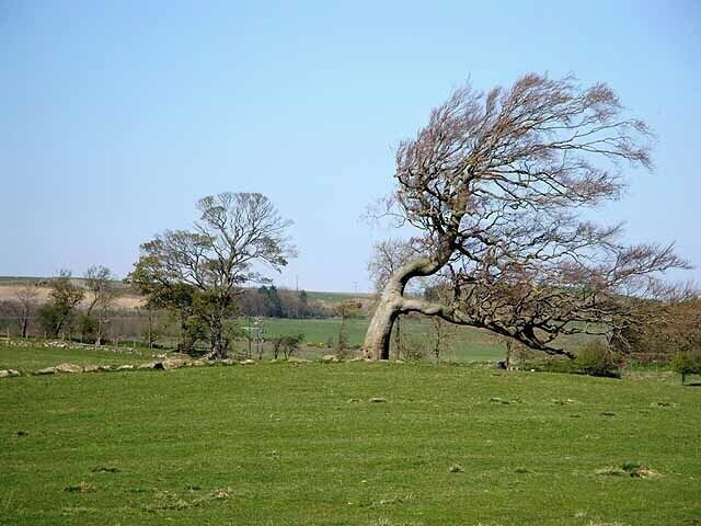 A rural landscape with a prominent leaning tree, a grassy field, and distant hills.
