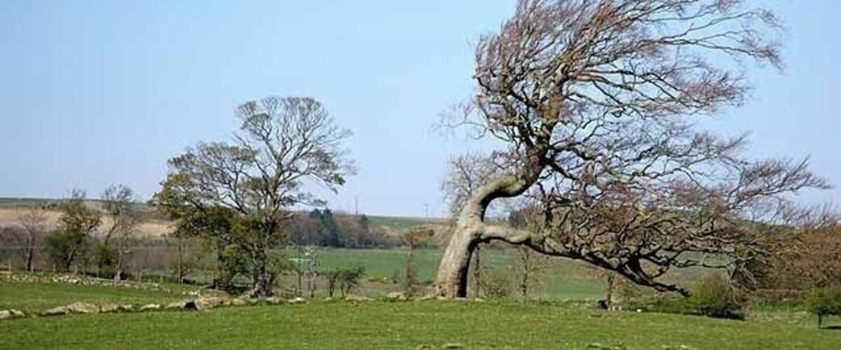 A rural landscape with a prominent leaning tree, a grassy field, and distant hills.