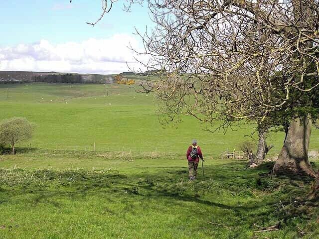 St Oswald's Way, Little Bavington St Oswald's Way http://www.stoswaldsway.com/home.html is a 156 Km long trail which runs from Heavenfield near Hexham to Holy Island on the Northumberland coast (although more commonly walked in the opposite direction). Here the Way drops down from Little Bavington village to cross Hallington Burn. The free face of Divethill Quarry NY9879 can be seen on the skyline to the left.