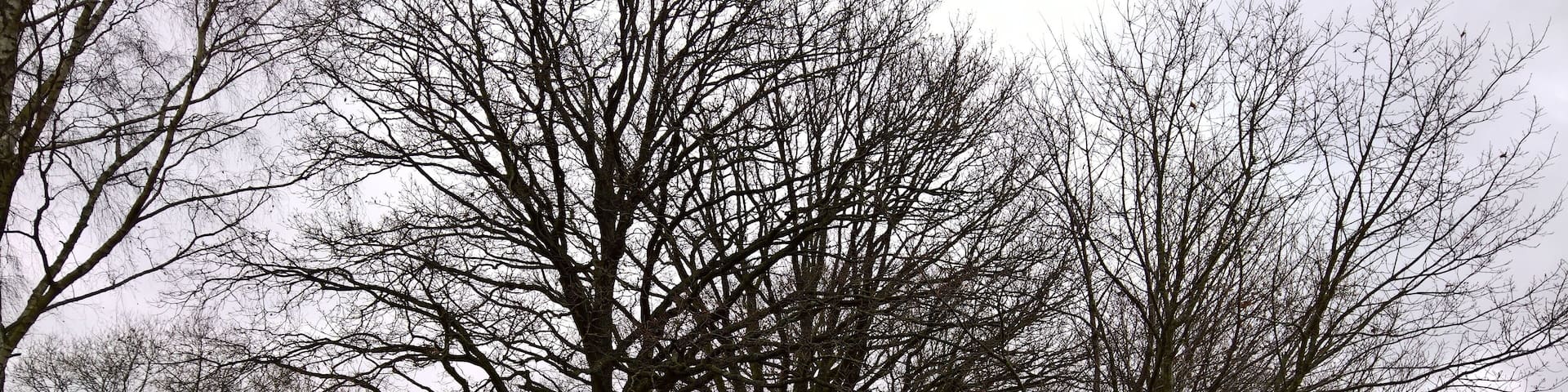 Die Drei Eichen in Momart: Naturdenkmale