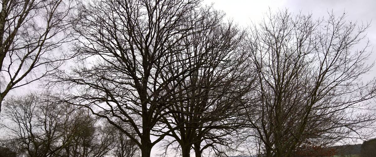 A rural road winding through a park with leafless trees and a grassy field.