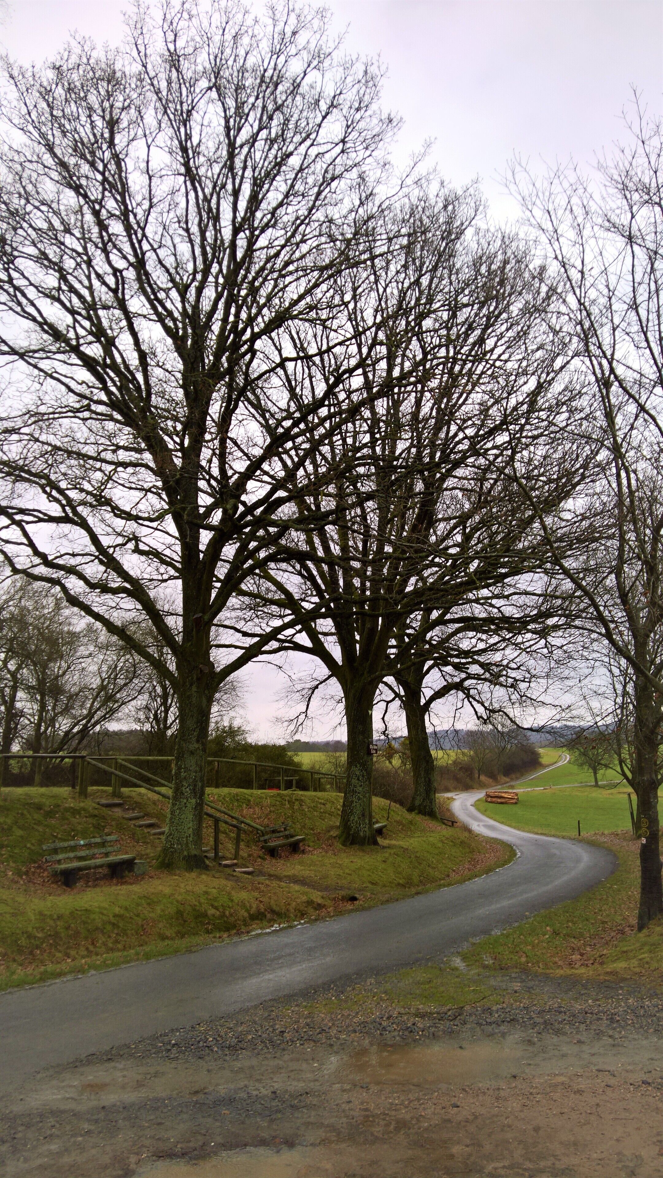 Die Drei Eichen in Momart: Naturdenkmale