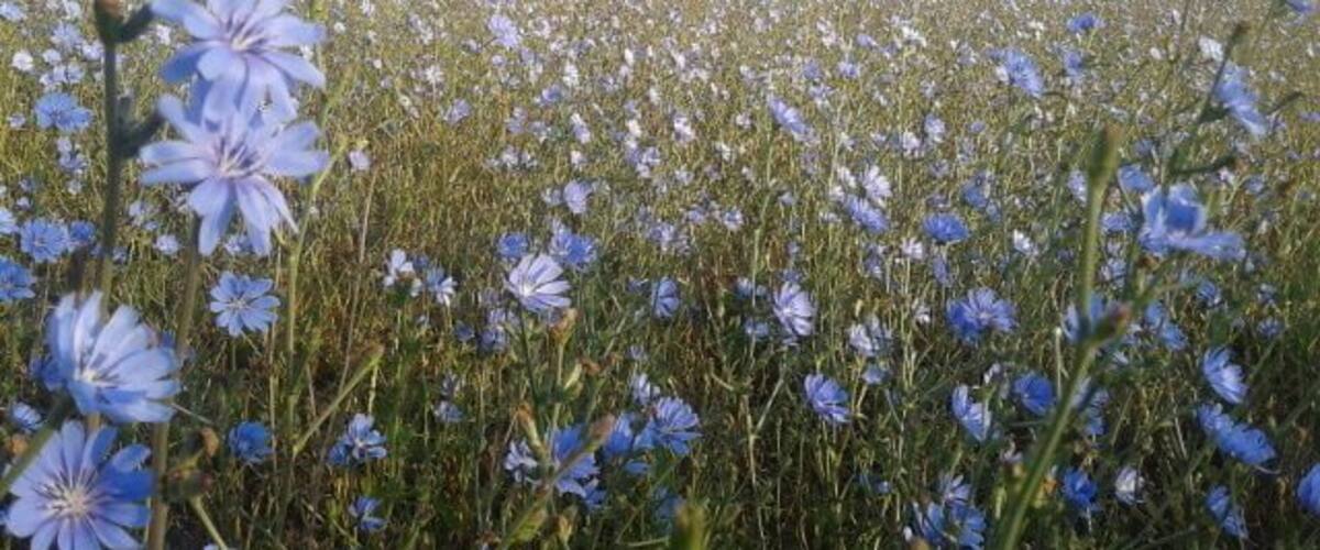 A field of blue flowers with mountains in the background.