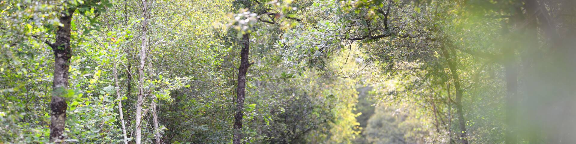 Roe deer doe deer crossing a forest path with her fawn. Capreolus capreolus, Sologne, Loiret 45, région Centre Val de Loire, France, European Union, Europe