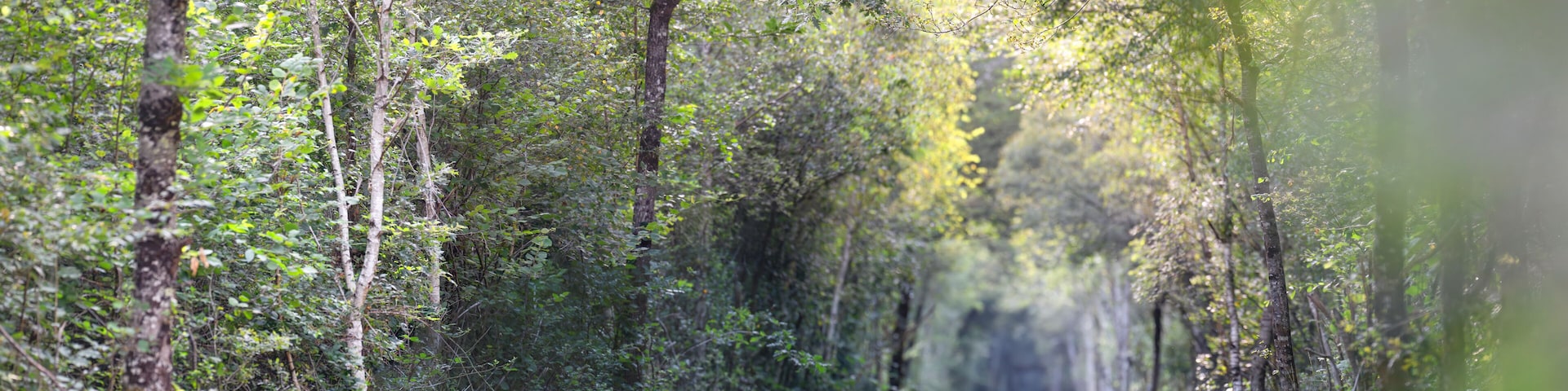 Roe deer doe deer crossing a forest path with her fawn. Capreolus capreolus, Sologne, Loiret 45, région Centre Val de Loire, France, European Union, Europe