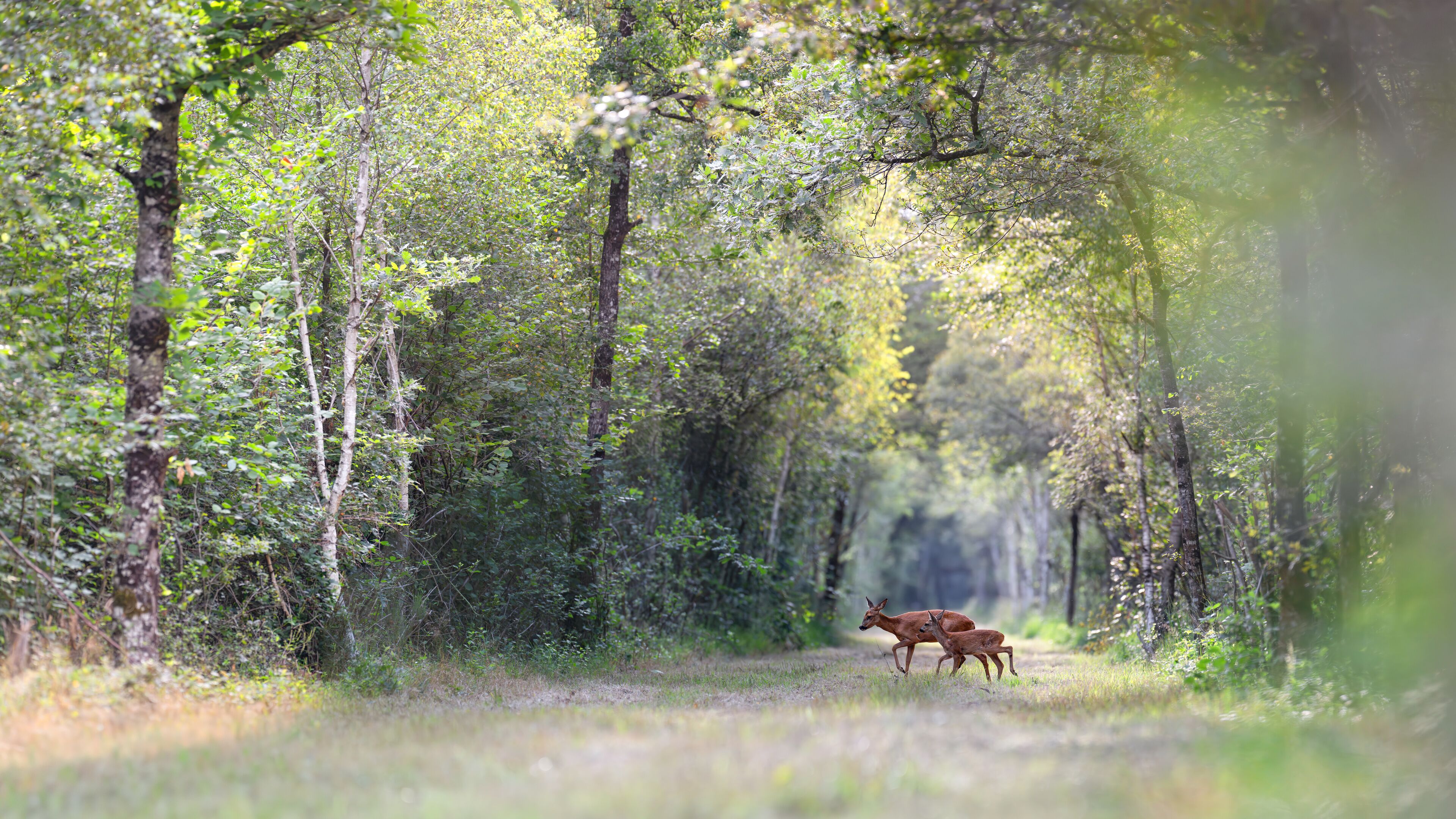 A forest path with deer.