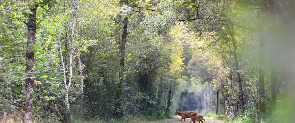 A forest path with deer.