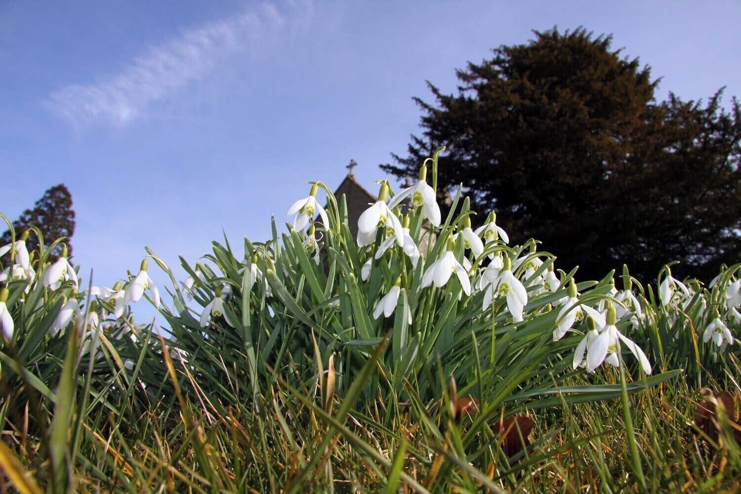 Snowdrops in Holy Trinity Churchyard at Ardington