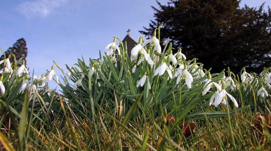 Snowdrops in Holy Trinity Churchyard at Ardington
