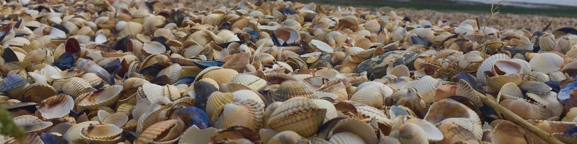 Shellness is located on the South Eastern shore of the Isle of Grain, Kent, England.
A beach entirely covered with shells it looks across to the mouth of the River Thames.
The town of Leysdown on Sea is located a couple of miles away where you can park up as its a worthwhile walk to the beach. There are plenty of views on the way from old beach huts and cottages to abandoned boats.
#shells #beach #Beachbound